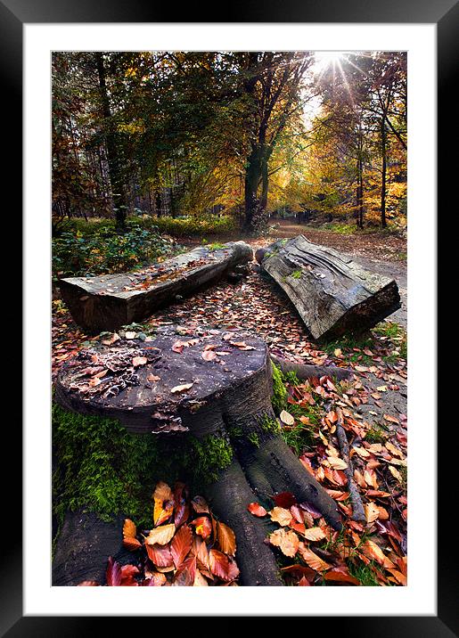 Stumps and trunks Framed Mounted Print by Stephen Mole