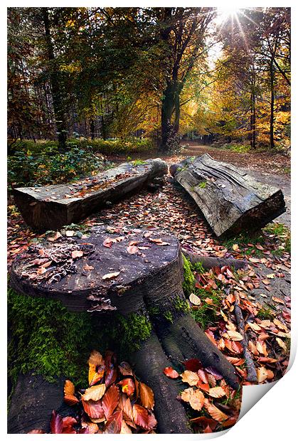 Stumps and trunks Print by Stephen Mole