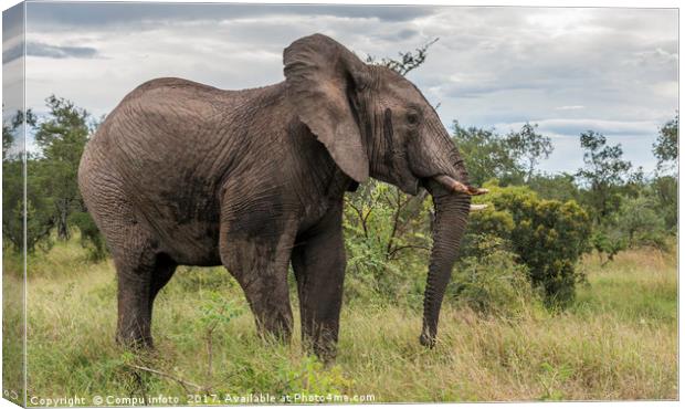 big elephant in kruger park Canvas Print by Chris Willemsen