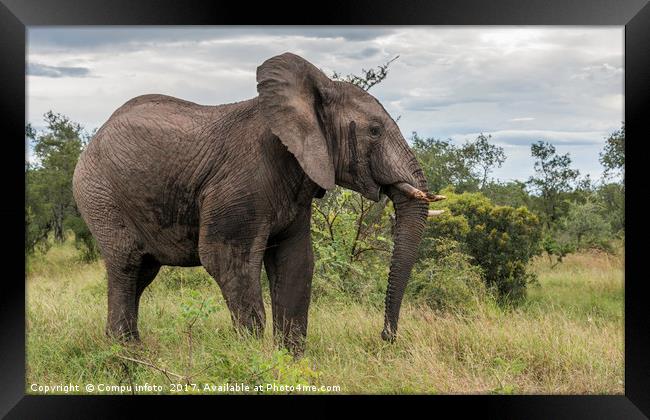 big elephant in kruger park Framed Print by Chris Willemsen