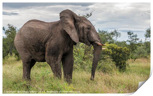 big elephant in kruger park Print by Chris Willemsen