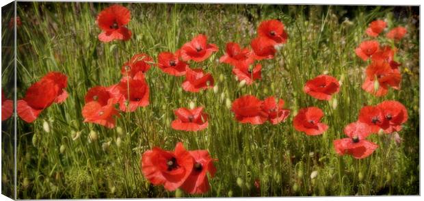 POPPY FIELD Canvas Print by Anthony R Dudley (LRPS)