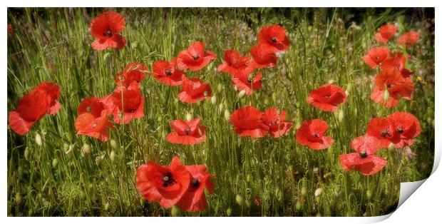 POPPY FIELD Print by Anthony R Dudley (LRPS)