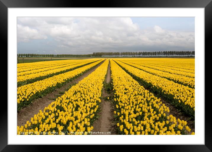 yellow tulips Framed Mounted Print by Chris Willemsen