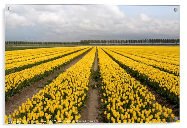 yellow tulips Acrylic by Chris Willemsen