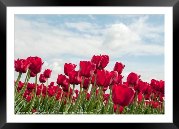 red tulips and blue sky   Framed Mounted Print by Chris Willemsen