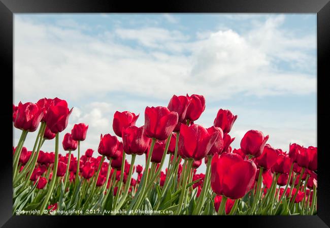 red tulips and blue sky   Framed Print by Chris Willemsen