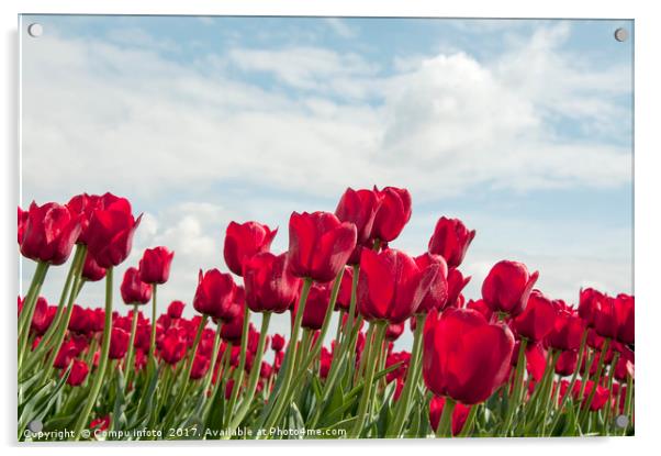 red tulips and blue sky   Acrylic by Chris Willemsen