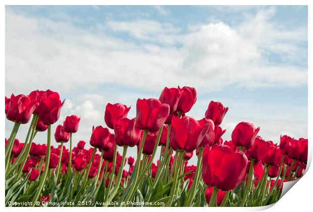 red tulips and blue sky   Print by Chris Willemsen