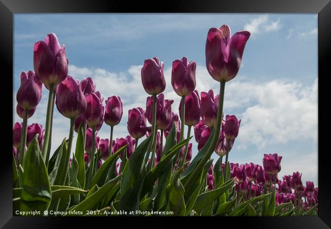 pink tulips Framed Print by Chris Willemsen
