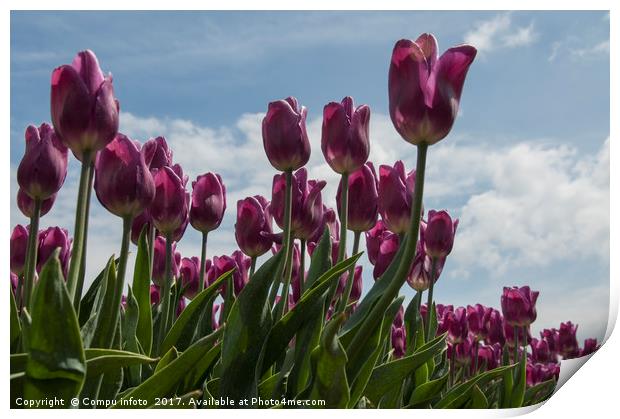 pink tulips Print by Chris Willemsen