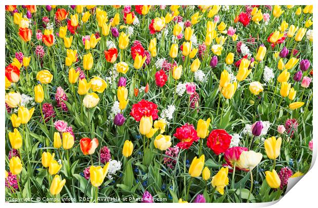 yellow and red tulips Print by Chris Willemsen