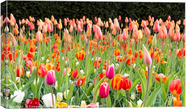 long orange tulips in Holland Canvas Print by Chris Willemsen