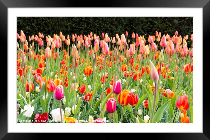 long orange tulips in Holland Framed Mounted Print by Chris Willemsen