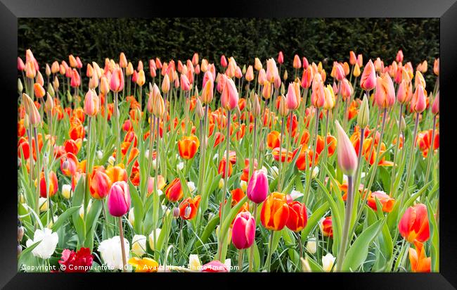 long orange tulips in Holland Framed Print by Chris Willemsen
