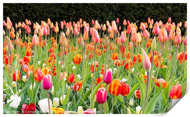 long orange tulips in Holland Print by Chris Willemsen