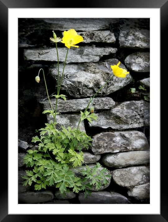 WELSH POPPY Framed Mounted Print by Anthony R Dudley (LRPS)