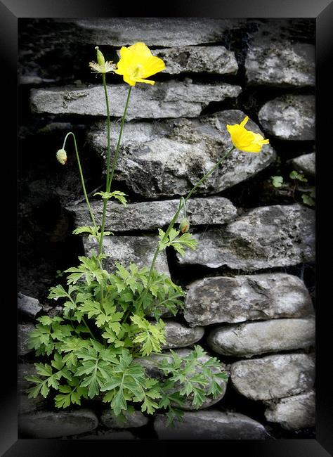 WELSH POPPY Framed Print by Anthony R Dudley (LRPS)