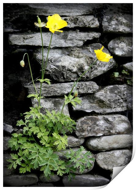WELSH POPPY Print by Anthony R Dudley (LRPS)