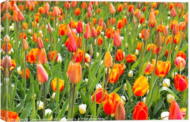field with orange tulips Canvas Print by Chris Willemsen