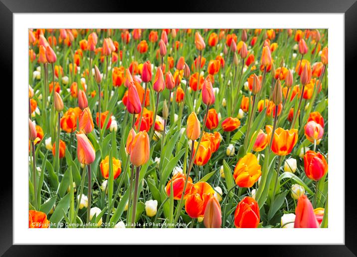 field with orange tulips Framed Mounted Print by Chris Willemsen