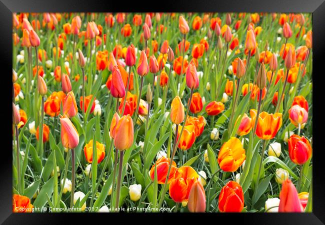 field with orange tulips Framed Print by Chris Willemsen