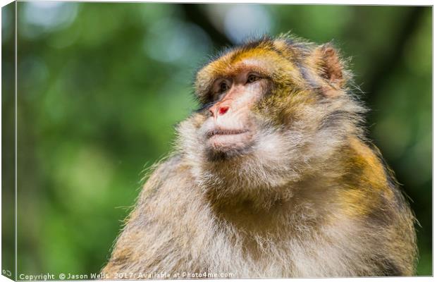 Barbary macaque enjoying some sunshine Canvas Print by Jason Wells