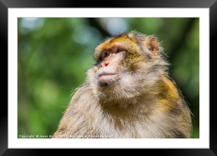 Barbary macaque enjoying some sunshine Framed Mounted Print by Jason Wells