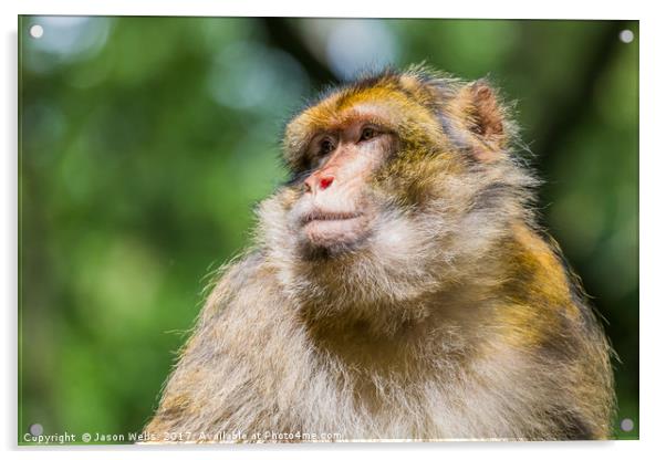 Barbary macaque enjoying some sunshine Acrylic by Jason Wells