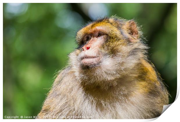 Barbary macaque enjoying some sunshine Print by Jason Wells