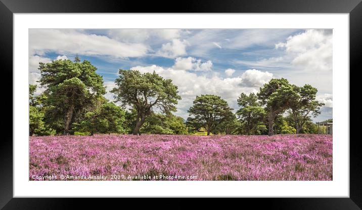 Teesdale Heather Framed Mounted Print by AMANDA AINSLEY