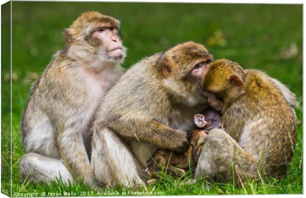 A family of Barbary macaques Canvas Print by Jason Wells