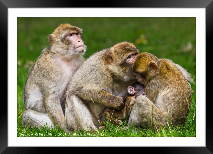 A family of Barbary macaques Framed Mounted Print by Jason Wells