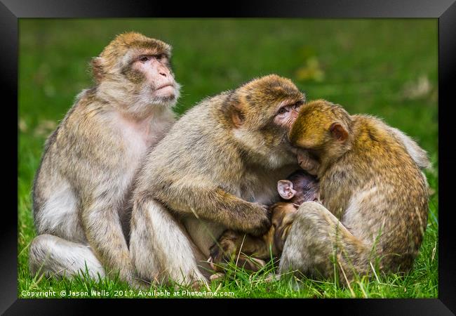 A family of Barbary macaques Framed Print by Jason Wells