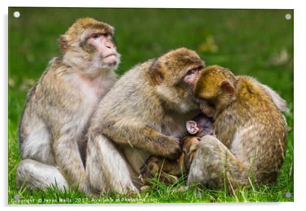 A family of Barbary macaques Acrylic by Jason Wells