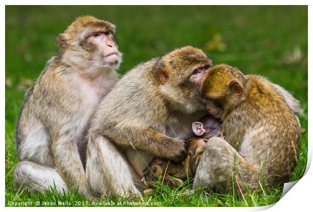 A family of Barbary macaques Print by Jason Wells