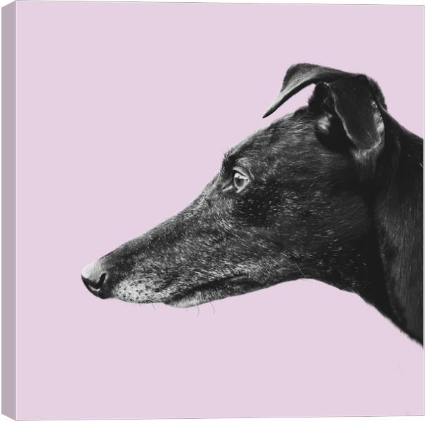 Greyhound Profile Canvas Print by Mr Doomits