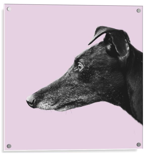 Greyhound Profile Acrylic by Mr Doomits