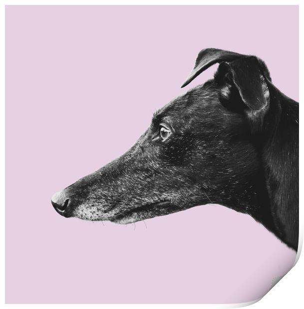 Greyhound Profile Print by Mr Doomits