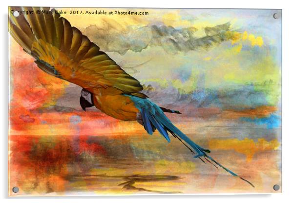 Gliding the tropics Acrylic by Mark Cake