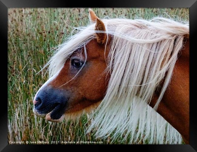         Horses Head                        Framed Print by Jane Metters