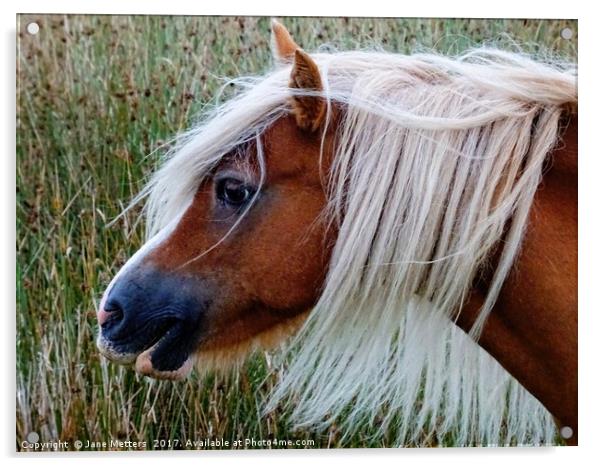         Horses Head                        Acrylic by Jane Metters