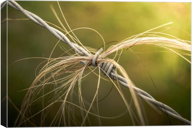 Rural Barbed Wire Animal Hair Canvas Print by Mr Doomits