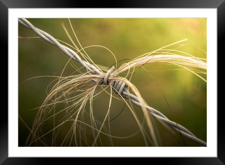 Rural Barbed Wire Animal Hair Framed Mounted Print by Mr Doomits