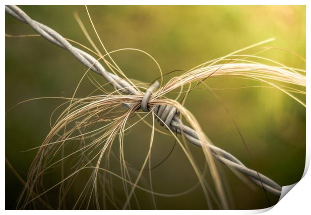 Rural Barbed Wire Animal Hair Print by Mr Doomits