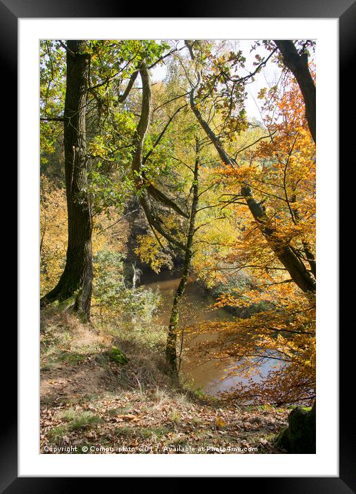 autumn forest in holland   Framed Mounted Print by Chris Willemsen