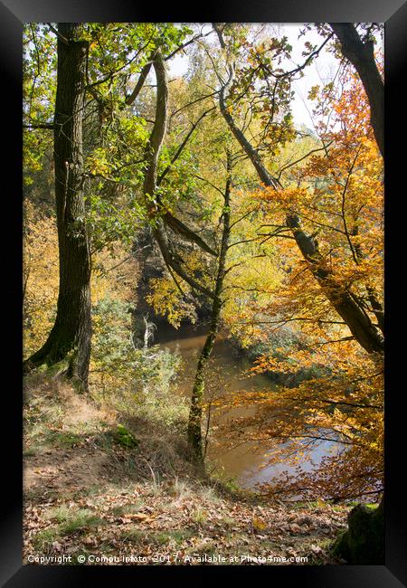 autumn forest in holland   Framed Print by Chris Willemsen
