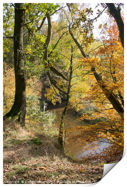 autumn forest in holland   Print by Chris Willemsen