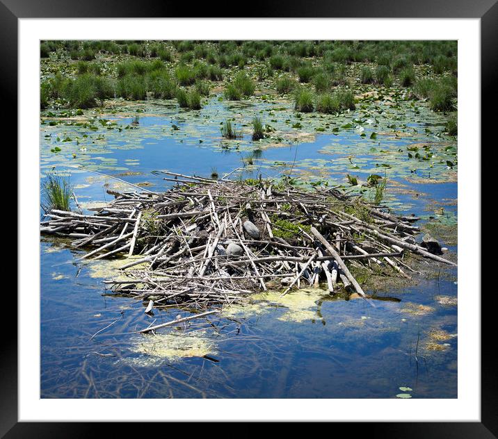 Beaver Lodge Framed Mounted Print by Mary Lane