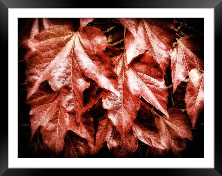 Red Ivy Framed Mounted Print by Mary Lane